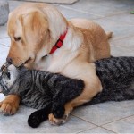 cat-dog-1 cat-dog-1