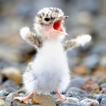 Angry Bird Angry Bird