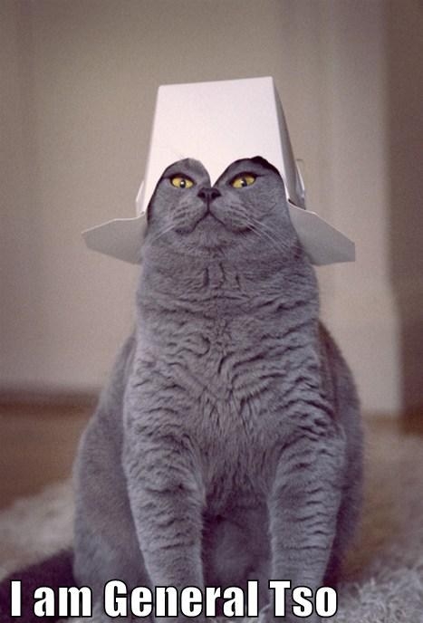Cat says, "I am General Tso!"