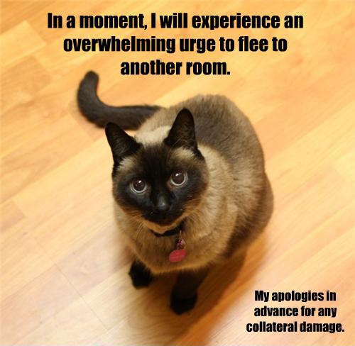 Cat apologizes for any collateral damage in advance.