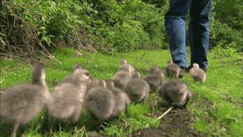 Geese Hatchlings