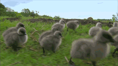 Geese Hatchlings