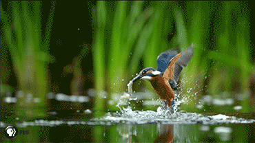 Kingfisher Hunting