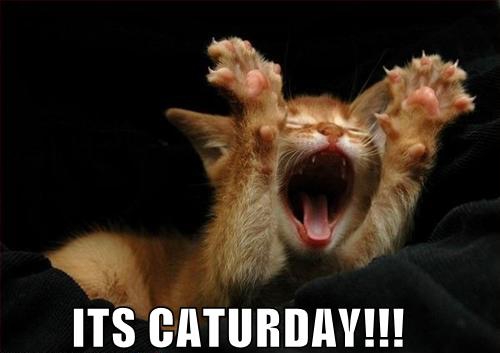 Corroboration has been received, it is Caturday!  Tell your friends, tell your family, tell your friend's family that it is indeed, Caturday!