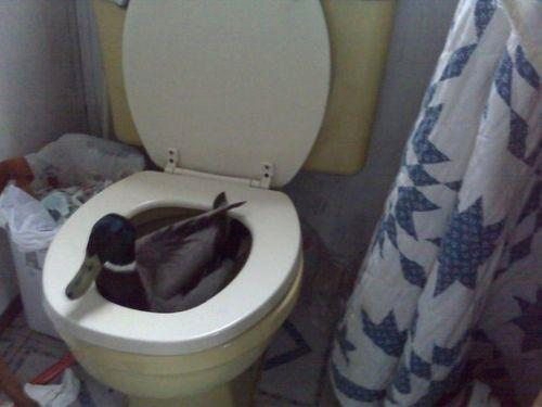 A duck in a toilet.  What else did you expect?