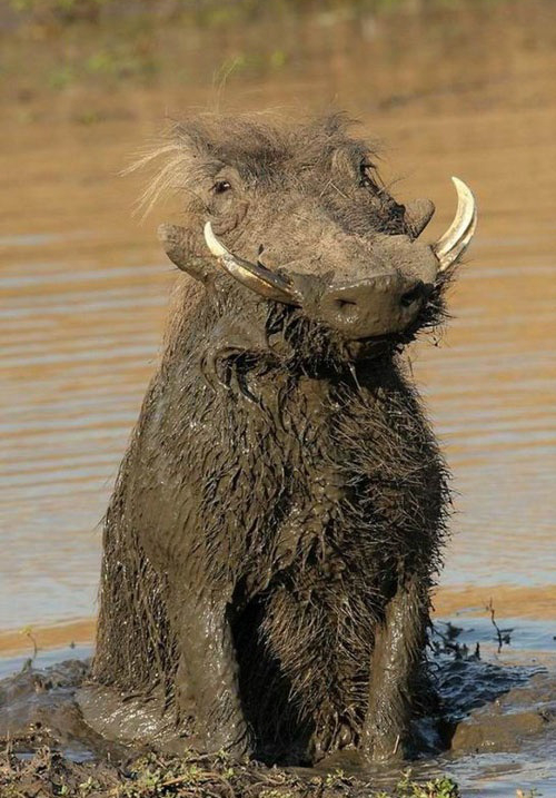 I am a real warthog!