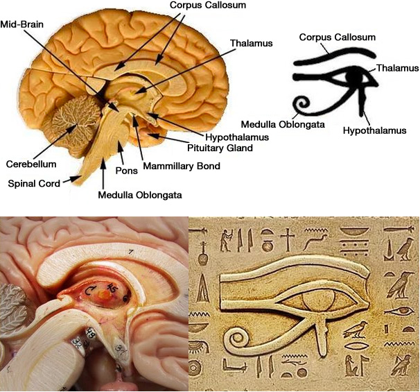Hypothalamus & the All Seeing Eye